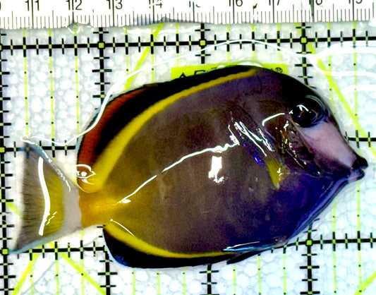 Powder Brown Tang PBT062303 WYSIWYG Size: M 3.5"