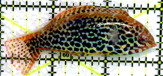 Meleagris Leopard Wrasse MLW072203 WYSIWYG Size: L 3"
