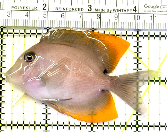 Flame Fin Tomini Tang FFTT070601 WYSIWYG Size: ML 3.5" approx