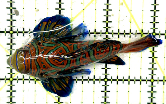 Green Mandarin Dragonet GMD051001 WYSIWYG Size: XXXL/SHOW 3.25" approx