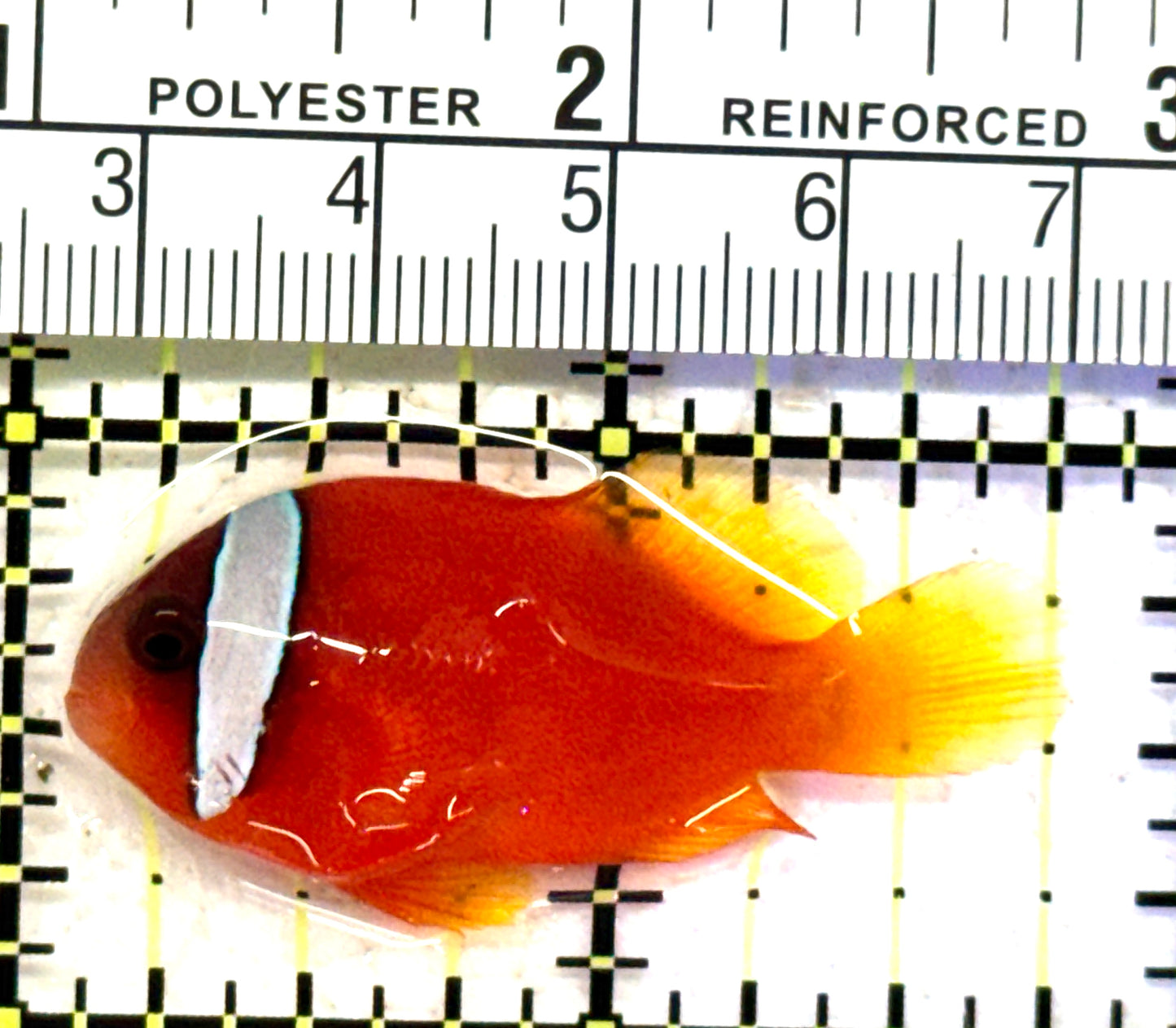 Tomato Clownfish TC070601 WYSIWYG Size: M 1.75" approx