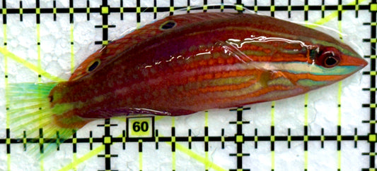 Christmas Wrasse CW072202 WYSIWYG Size: XL 2.75"