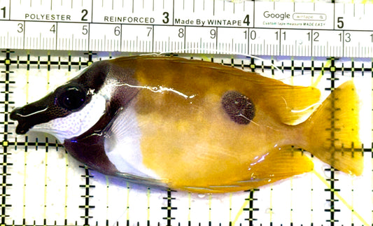 Onespot Foxface OF070602 WYSIWYG Size: L 4.25" approx