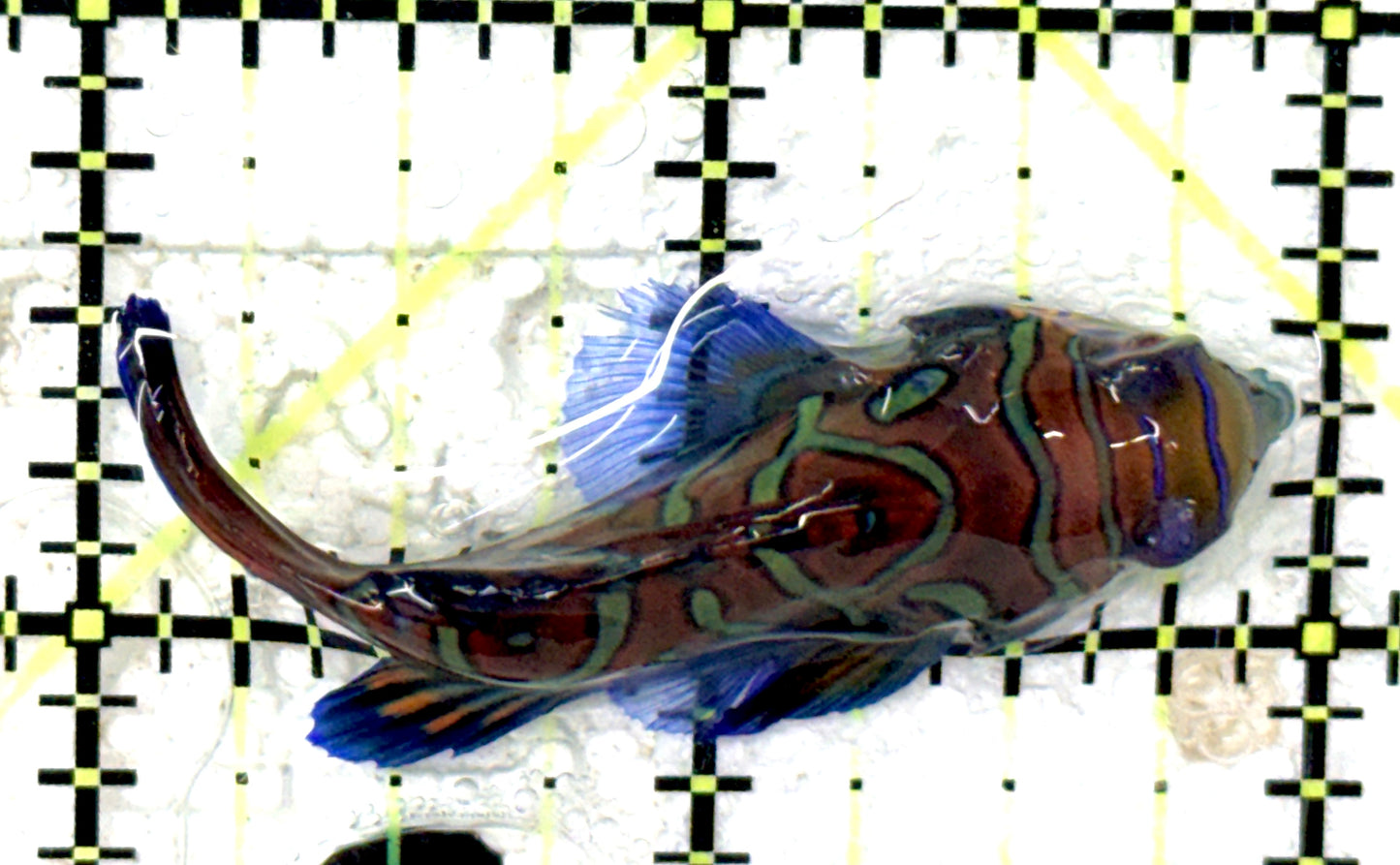 Green Mandarin Dragonet GMD051002 WYSIWYG Size: XL 2" approx