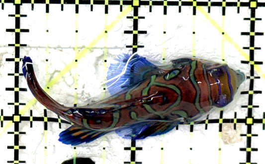 Green Mandarin Dragonet GMD051002 WYSIWYG Size: XL 2" approx