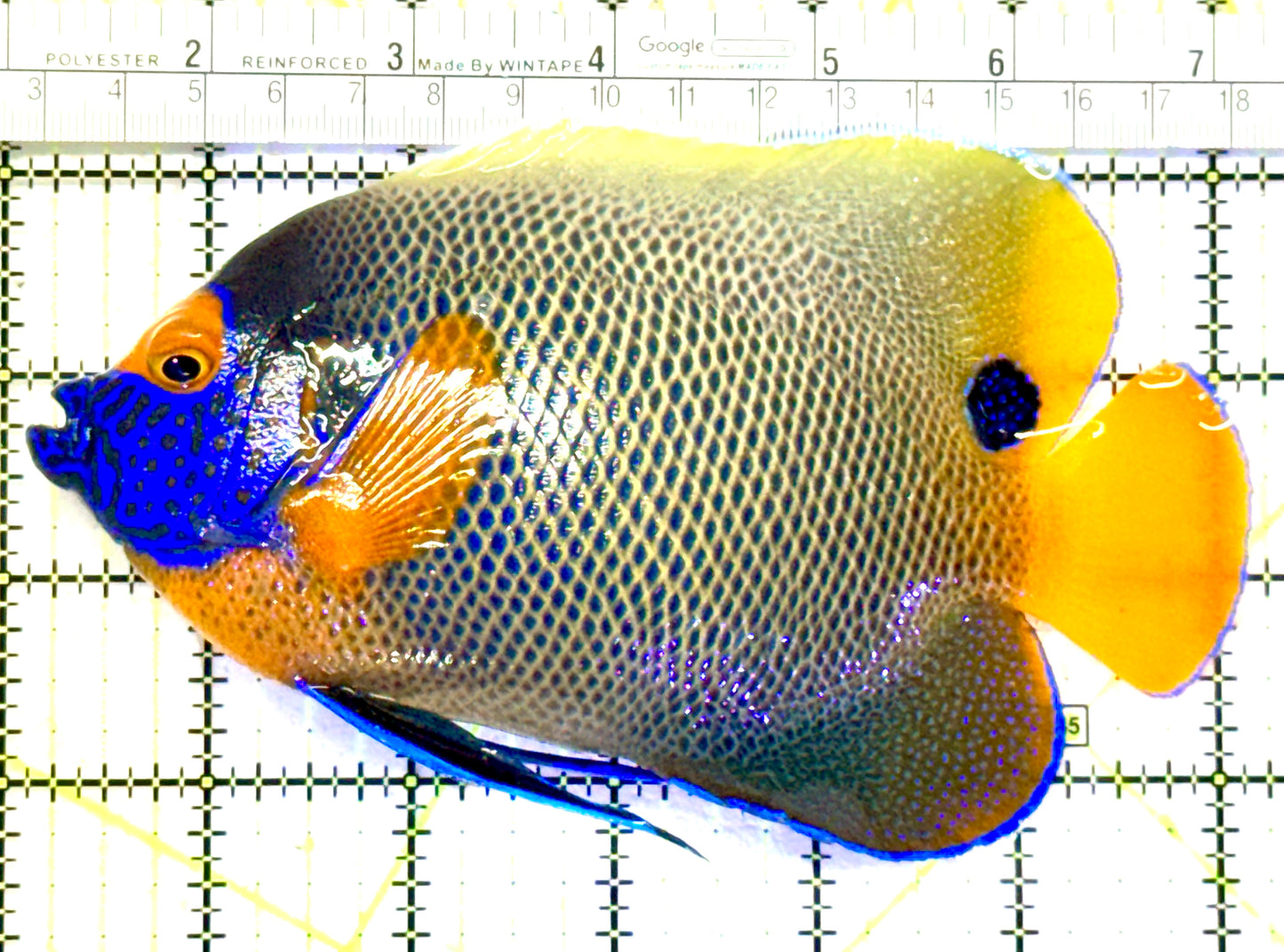 Blueface Angelfish Adult (Sumatra Vibrant Colors) BAA070601 WYSIWYG Size: XXL/Show 6.25" approx