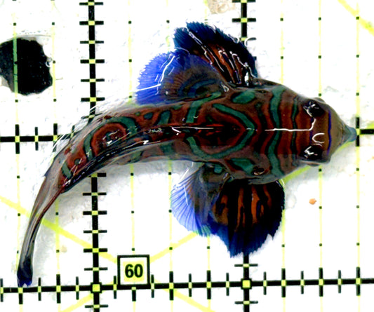Green Mandarin Dragonet GMD051003 WYSIWYG Size: XXL 2.75" approx