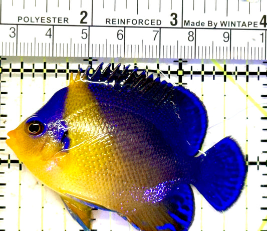 Venustus Angelfish VA070601 WYSIWYG Size: M 2.75" approx