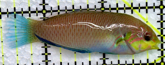 Moyer's Leopard Wrasse MLW072203 WYSIWYG Size: L 2.75"