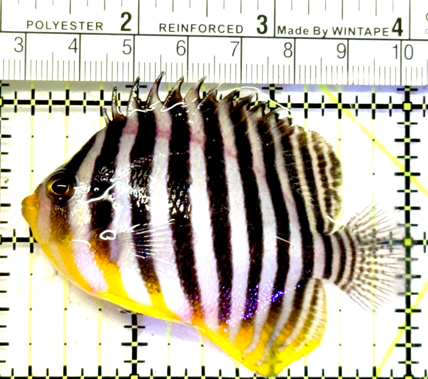 Multibar Angelfish MA070601 WYSIWYG Size: XXL 3" approx