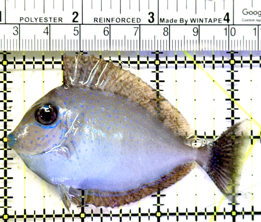 Vlamingi Unicorn Tang VUT070601 WYSIWYG Size: M 3.25" approx