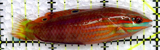 Christmas Wrasse CW072203 WYSIWYG Size: XL 2.75"