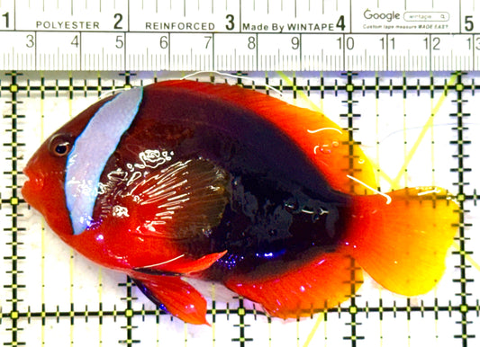 Tomato Clownfish TC070602 WYSIWYG Size: XXL 4" approx