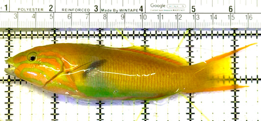 Yellow Banana Wrasse YBW070601 WYSIWYG Size: L 5.5" approx