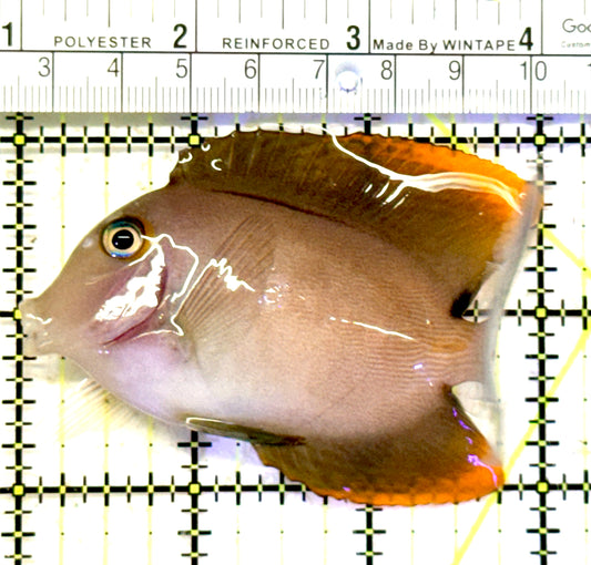 Flame Fin Tomini Tang FFTT070602 WYSIWYG Size: ML 3.5" approx