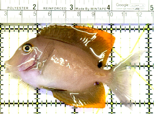 Flame Fin Tomini Tang FFTT070603 WYSIWYG Size: ML 3" approx