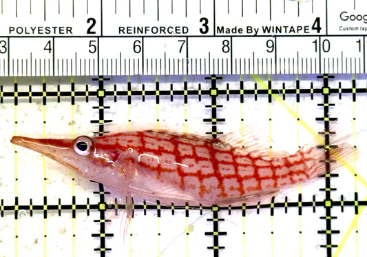Longnose Hawkfish LH070601 WYSIWYG Size: XL 3" approx