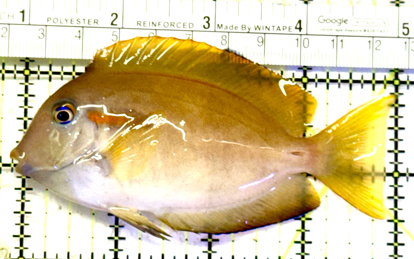Orange Shoulder Tang OST070601 WYSIWYG Size: M Adult 4.25" approx