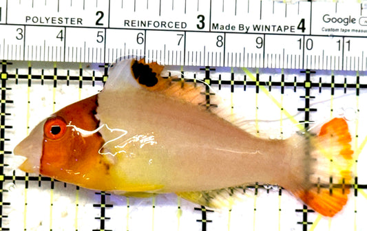 Bicolor Parrotfish BP070601 WYSIWYG Size: L 3.5" approx