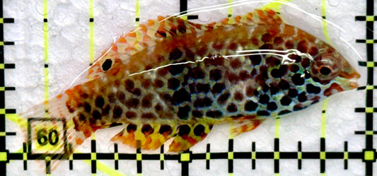 Meleagris Leopard Wrasse MLW072204 WYSIWYG Size: S 2"