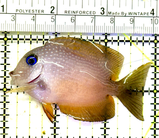 Blue Eye Kole Tang BEKT070601 WYSIWYG Size: ML 3" approx