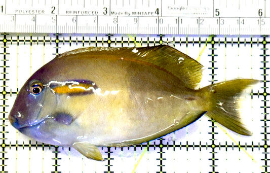 Orange Shoulder Tang OST070602 WYSIWYG Size: M Adult 5" approx