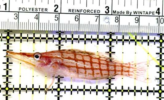 Longnose Hawkfish LH070602 WYSIWYG Size: XL 3" approx