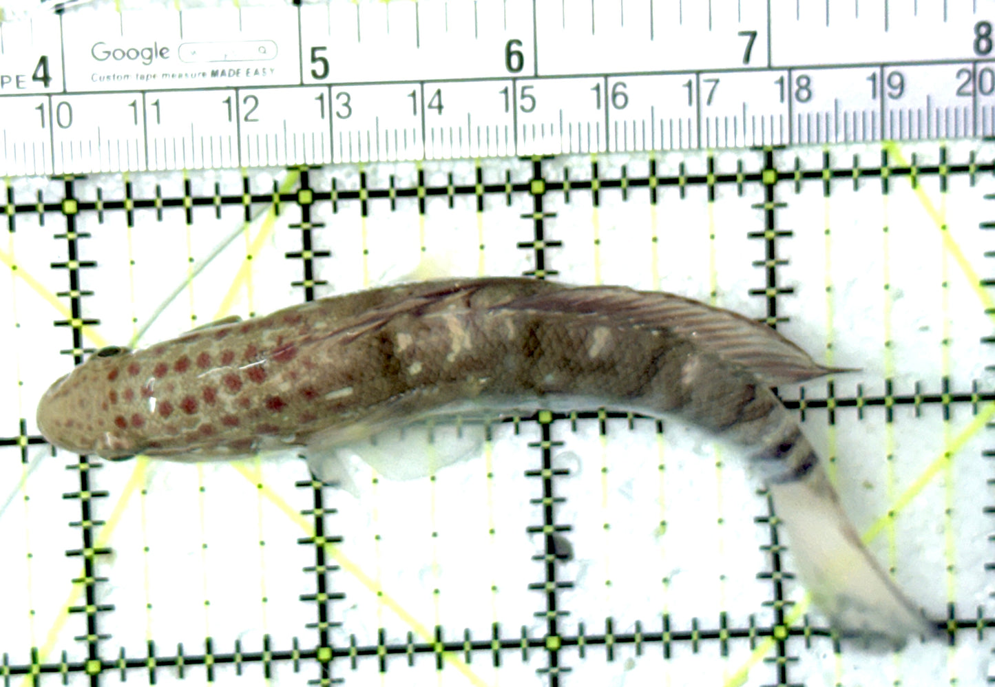 Sand Shifting Banded Sleeper Bullet Goby SSBSBG051001 WYSIWYG Size: L 4" approx