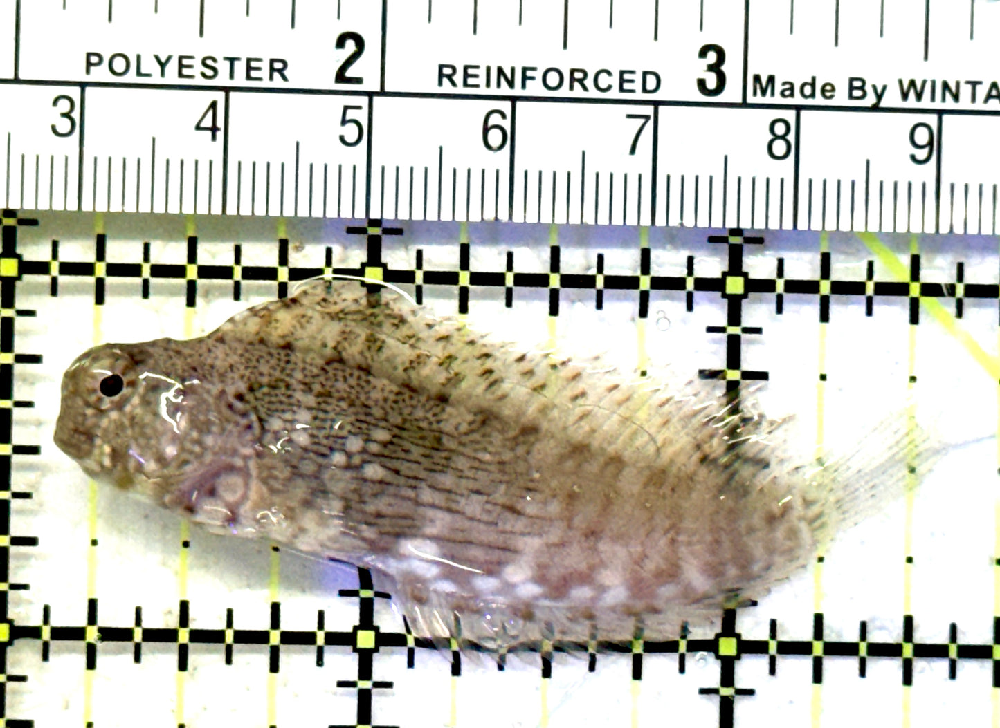 Lawnmower Blenny LB070602 WYSIWYG Size: XXL 2.5" approx