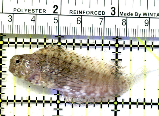 Lawnmower Blenny LB070602 WYSIWYG Size: XXL 2.5" approx
