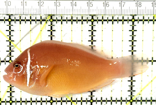 Pink Skunk Clownfish PSC051001 WYSIWYG Size: L 3.75" approx