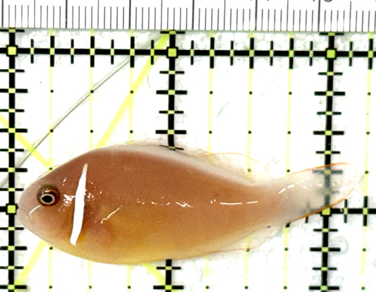 Pink Skunk Clownfish PSC051002 WYSIWYG Size: M 2.25" approx