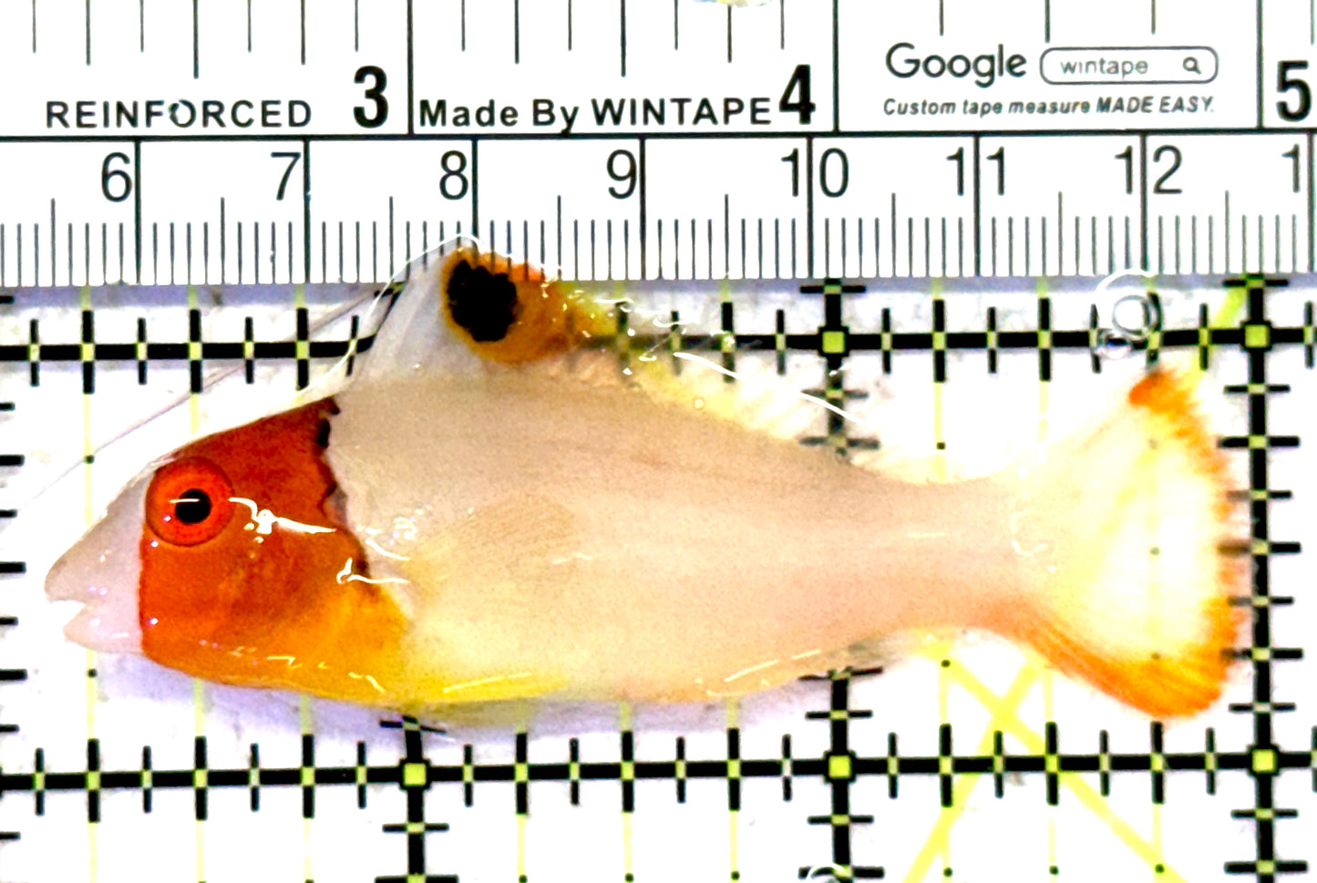 Bicolor Parrotfish BP070602 WYSIWYG Size: L 3" approx