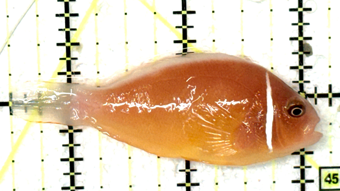 Pink Skunk Clownfish PSC051003 WYSIWYG Size: M 2.5" approx