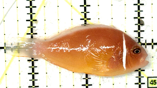 Pink Skunk Clownfish PSC051003 WYSIWYG Size: M 2.5" approx