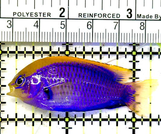 Starki Damselfish SD070601 WYSIWYG Size: M 2.25" approx