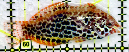Meleagris Leopard Wrasse MLW072205 WYSIWYG Size: S 2"