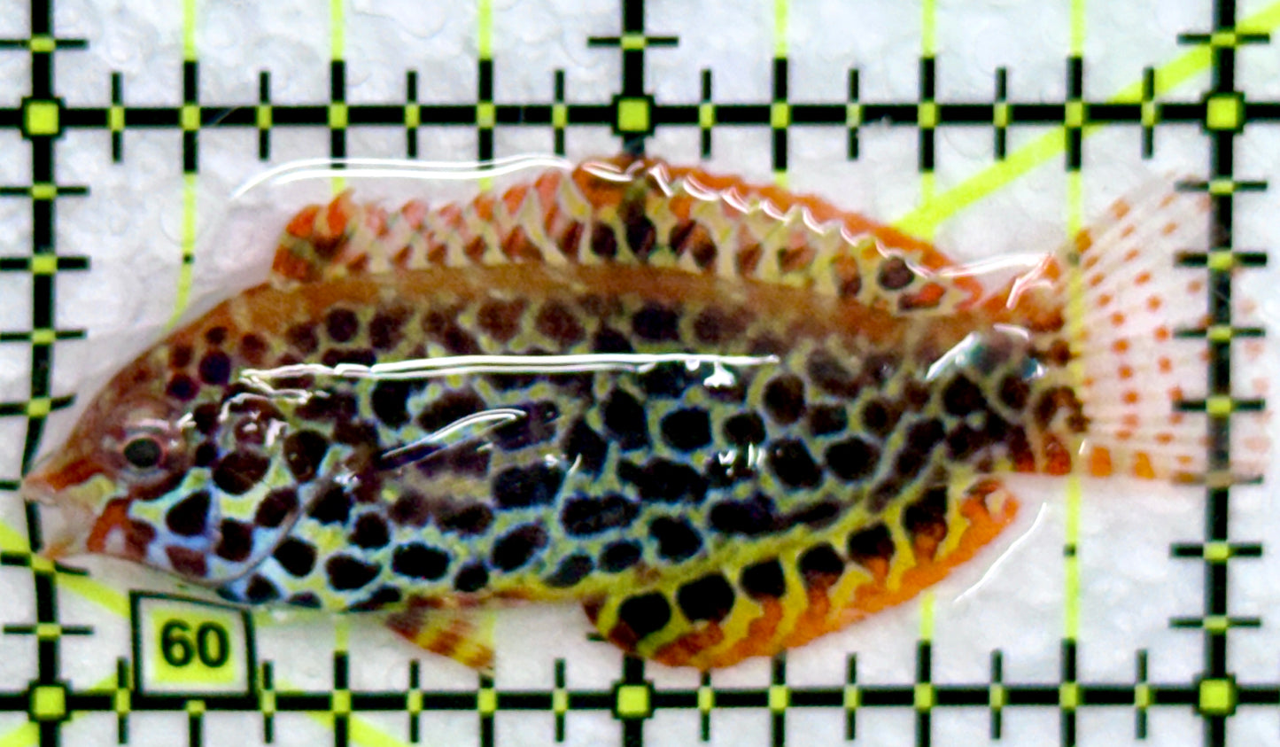 Meleagris Leopard Wrasse MLW072205 WYSIWYG Size: S 2"