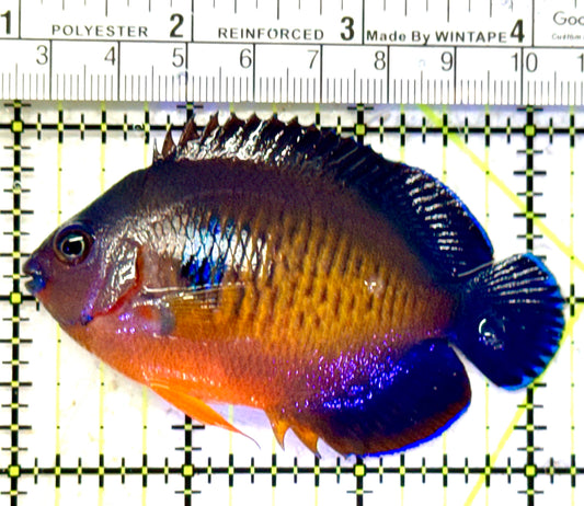 Coral Beauty Angelfish CBA070601 WYSIWYG Size: L 3.25" approx