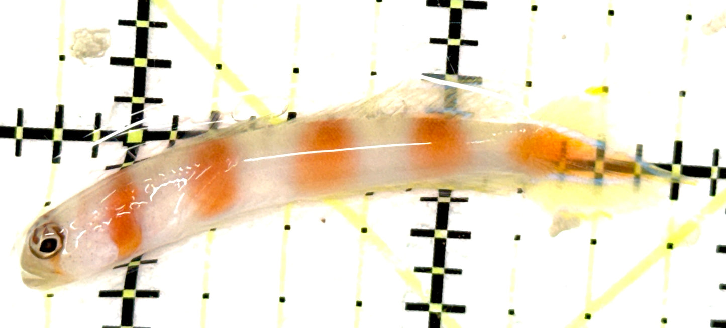 Pinkbar Aurora Flagtail Goby (Maldives Special Grade) PAFG051002 WYSIWYG Size: XL 2.25" approx