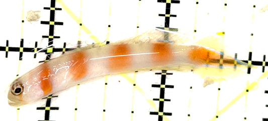 Pinkbar Aurora Flagtail Goby (Maldives Special Grade) PAFG051002 WYSIWYG Size: XL 2.25" approx