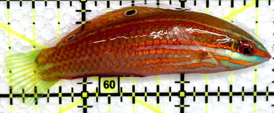 Christmas Wrasse CW072204 WYSIWYG Size: XL 2.75"