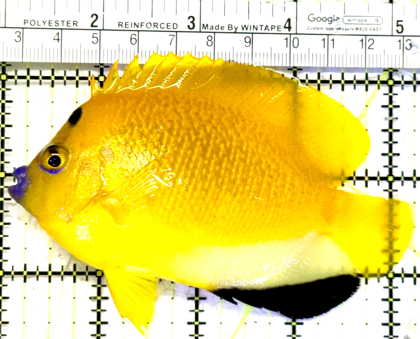 Flagfin Angelfish FA070601 WYSIWYG Size: L 4.25" approx