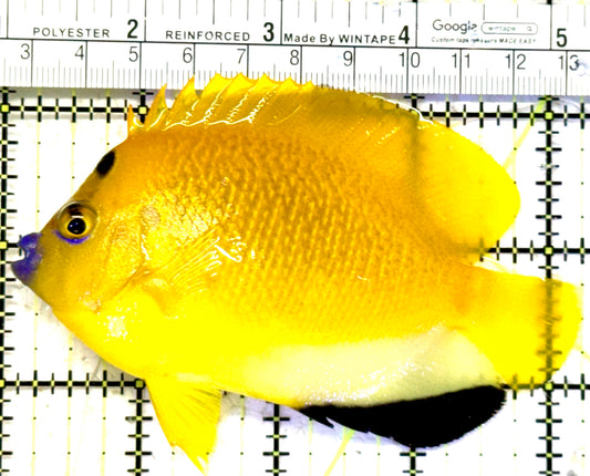 Flagfin Angelfish FA070601 WYSIWYG Size: L 4.25" approx