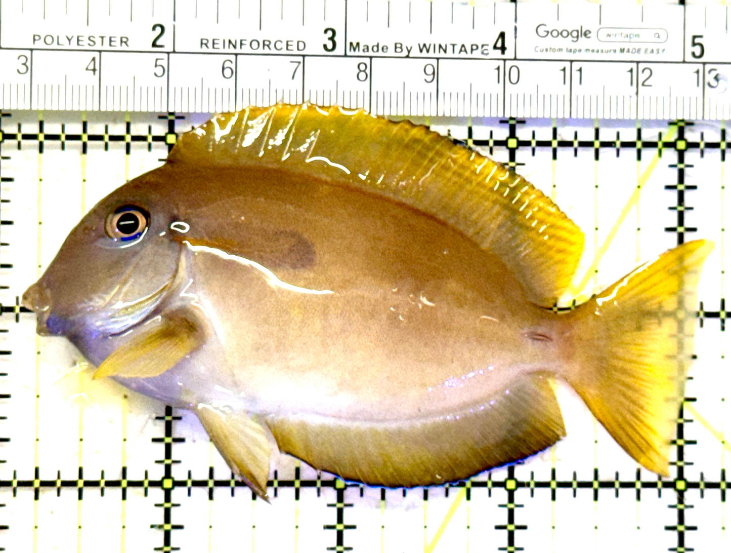 Orange Shoulder Tang OST070603 WYSIWYG Size: S Adult 3.75" approx