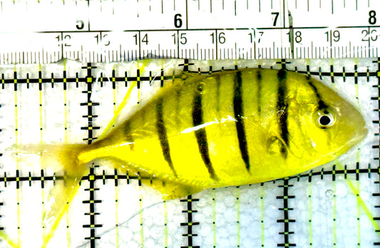 Gold Black Pilot Fish GBPF062503 WYSIWYG Size: M 3.5" approx