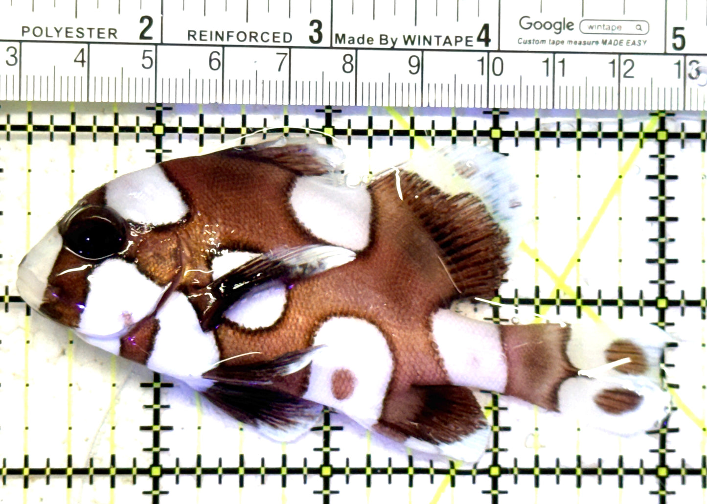 Harlequin Spotted Grunt Sweetlips HSGS070601 WYSIWYG Size: M 3.75" approx