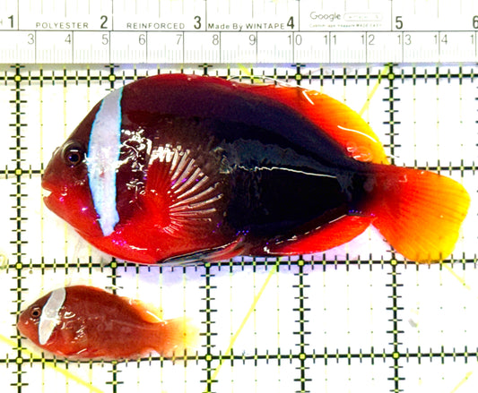 Cinnamon Clownfish Bonded Pair CCBP070601 WYSIWYG Size(Show Female & Small Male): Show 4.75" S 1.75" approx