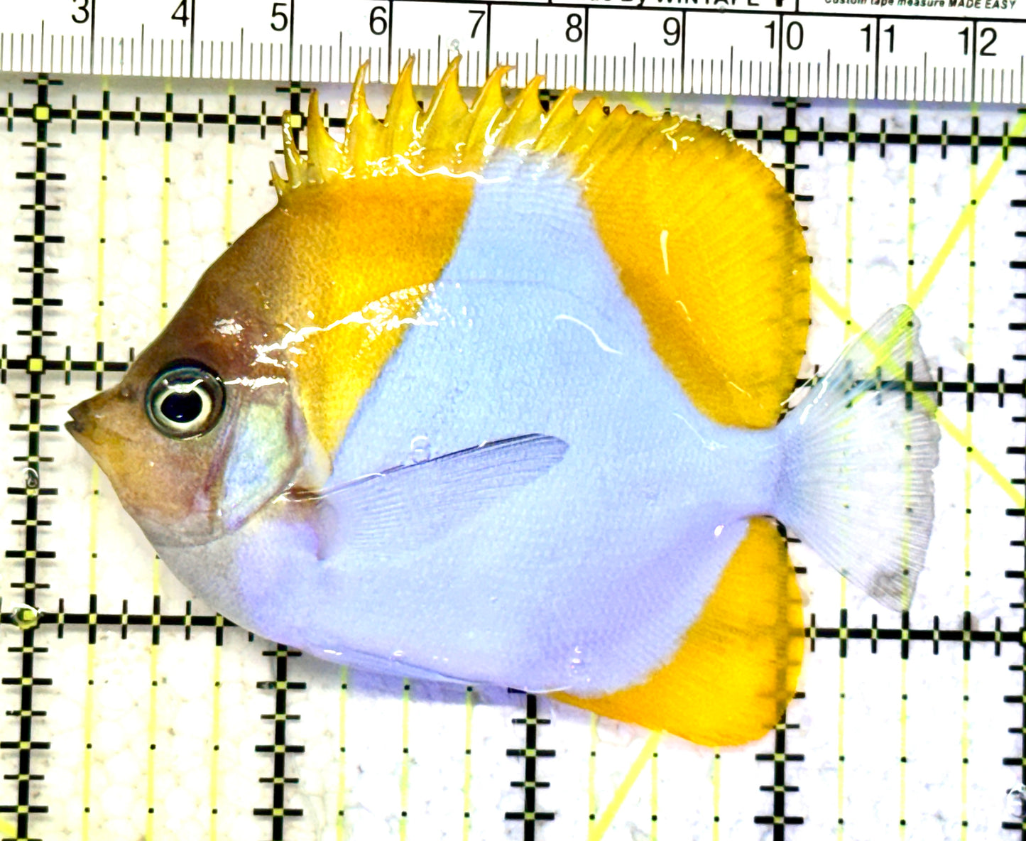 Pyramid Diamond Butterflyfish PDB070601 WYSIWYG Size: M 3.5" approx