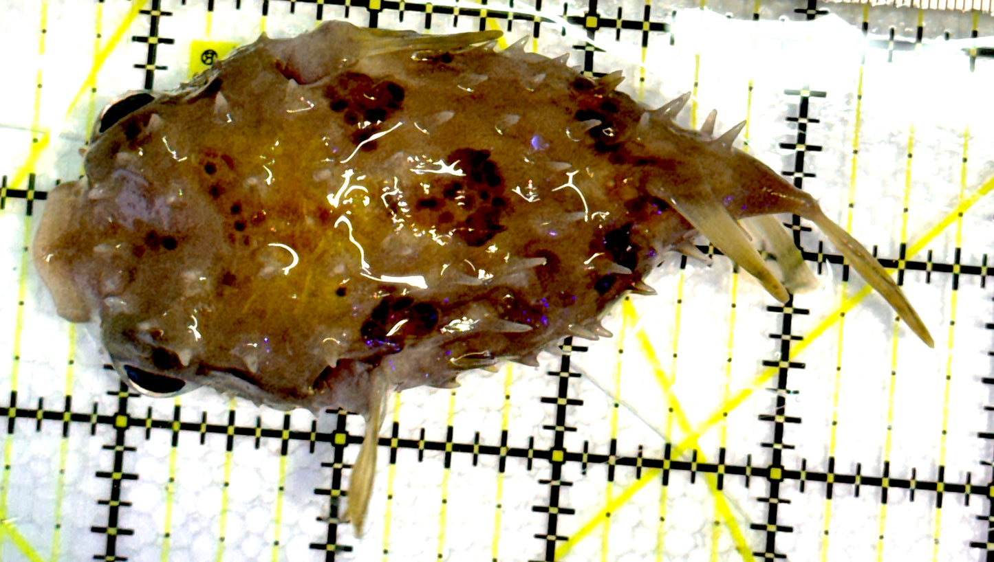 Hard Shell Porcupine Pufferfish HSPP062701 WYSIWYG Size: L 5" approx